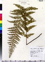 Dennstaedtia punctilobula image