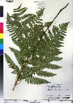 Pteridium aquilinum image