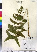 Dryopteris clintoniana image