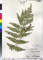 Dryopteris intermedia image