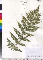 Dryopteris intermedia image