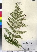 Dryopteris intermedia image