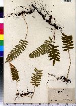 Polypodium virginianum image