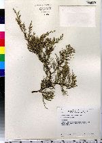 Juniperus virginiana image