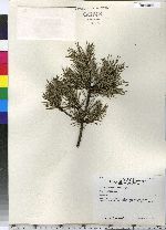 Pinus sylvestris image