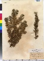 Taxus canadensis image