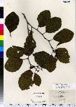 Alnus serrulata image