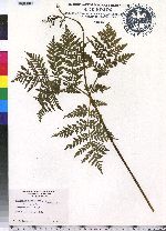 Botrychium virginianum image