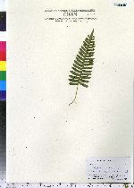 Polypodium virginianum image