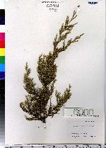 Juniperus virginiana image