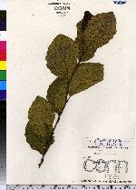 Alnus incana ssp. rugosa image
