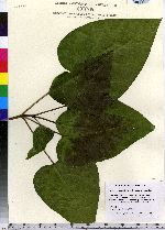 Catalpa speciosa image