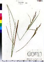 Carex stricta image