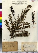 Berberis thunbergii image