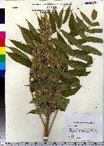 Rhus typhina image