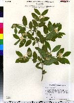 Lonicera morrowii image