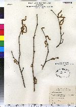 Corylus cornuta image