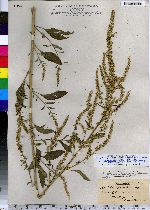 Amaranthus tuberculatus image