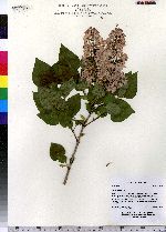 Syringa vulgaris image