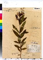 Chamerion angustifolium image