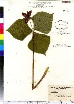 Trillium erectum image