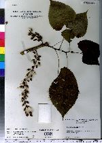 Populus deltoides image