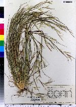 Schizachyrium scoparium var. scoparium image