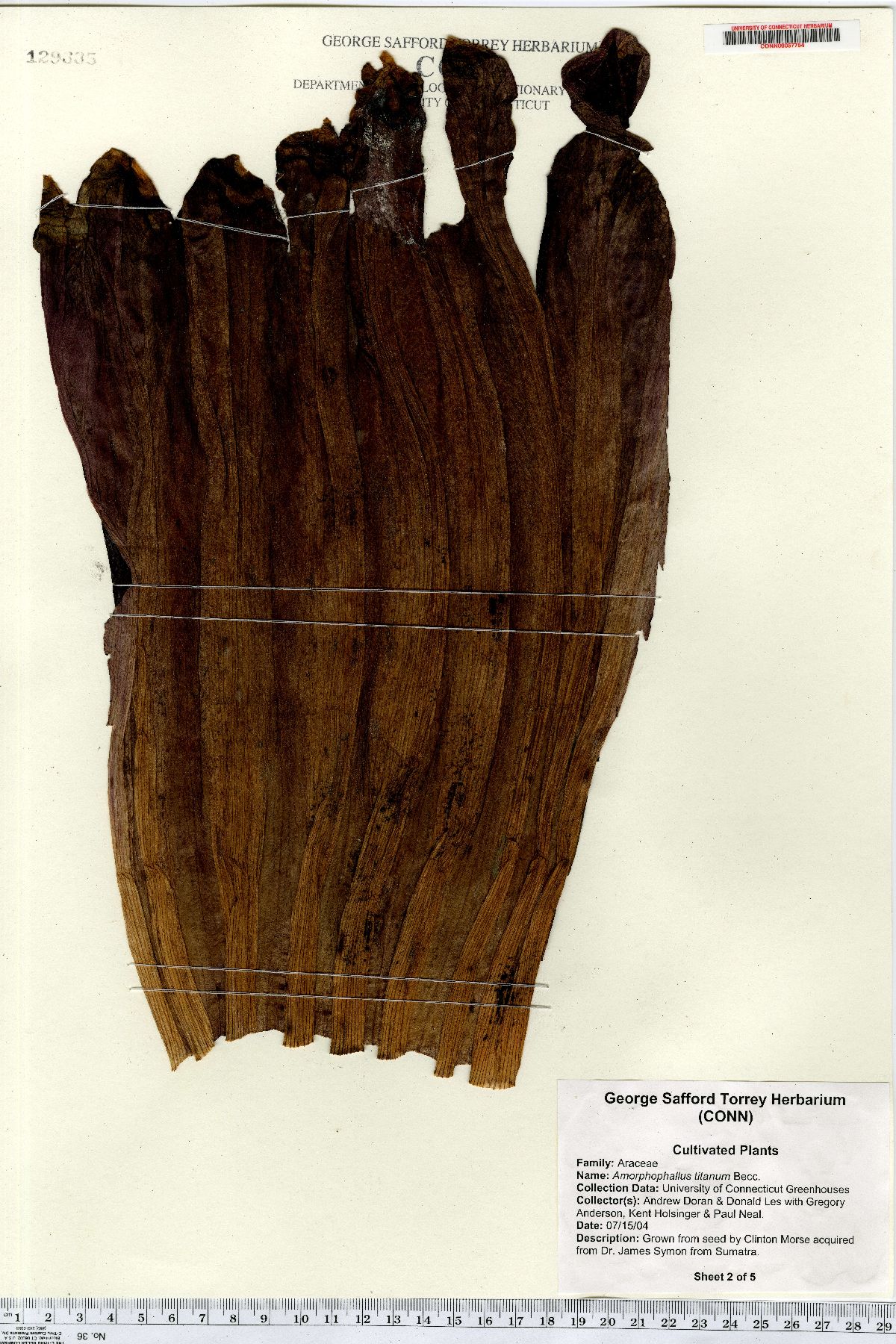 Amorphophallus titanum image