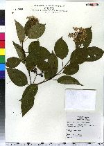 Cornus amomum image