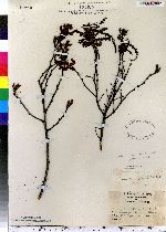 Image of Comptonia aspleniifolia