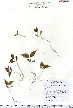 Image of Acer carpinifolium