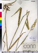 Phalaris arundinacea image