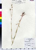 Silene vulgaris image