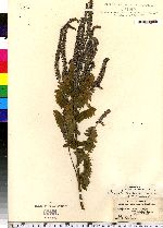 Amorpha fruticosa image