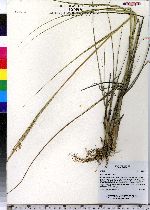 Spartina alterniflora image