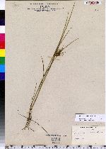 Juncus acuminatus image