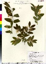 Lonicera morrowii image