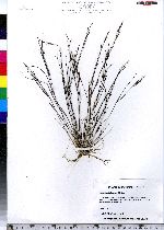 Aristida dichotoma image