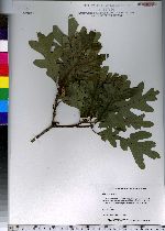 Quercus alba image