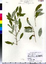 Elaeagnus umbellata image