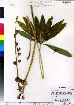 Lupinus polyphyllus image