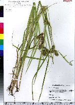 Carex lurida image