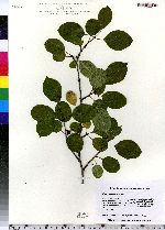 Rhamnus cathartica image