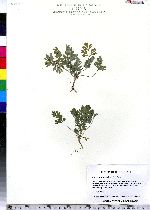 Corydalis sempervirens image