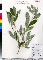 Elaeagnus umbellata image