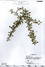 Berberis thunbergii image