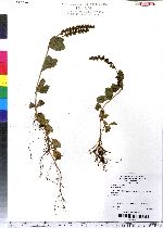 Veronica officinalis image