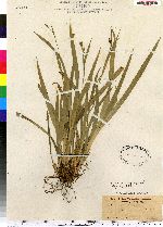 Carex laxiculmis image