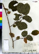 Actinidia arguta image