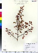 Berberis thunbergii image